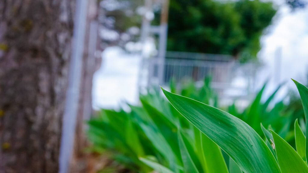 Detalle de la Vegetación del Club Deportivo