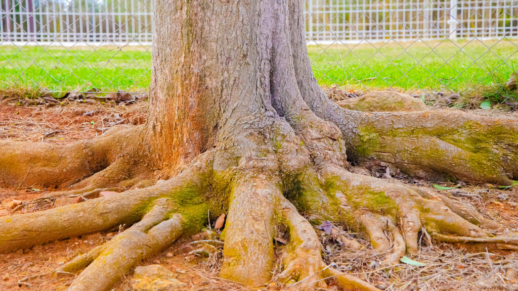 Raíces de Árbol en el Entorno Natural del Club Deportivo Las Tinajas