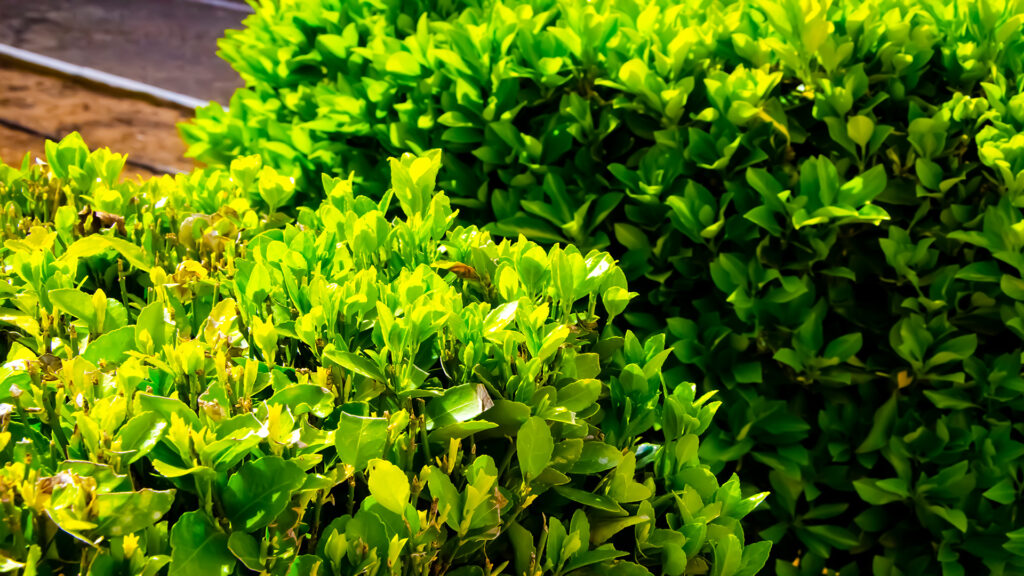 Setos del Jardín del Club Deportivo